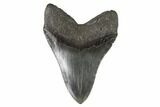 Fossil Megalodon Tooth - South Carolina #95326-2